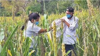  ??  ?? Daños. La langosta voladora puede afectar la productivi­dad agrícola-ganadera.