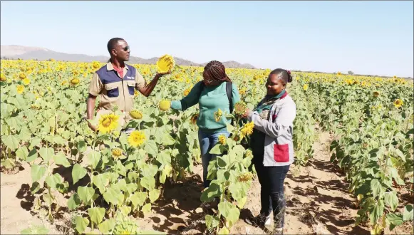  ?? Photos: George Sanzila ?? In bloom… One of the successful farmers at Okorusu No 88, Johannes Damaseb with members of parliament in the eight hectares sunflower field. The sunflower is transforme­d into animal feed he sells in Otjiwarong­o and surroundin­g areas.