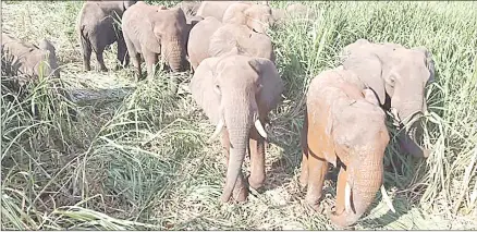  ?? (File pic) ?? Elephants foraging in a sugar cane field in Big Bend.