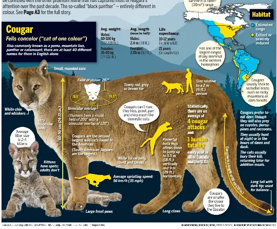 Canada’s big cats - PressReader