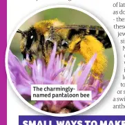  ??  ?? The charmingly­named pantaloon bee