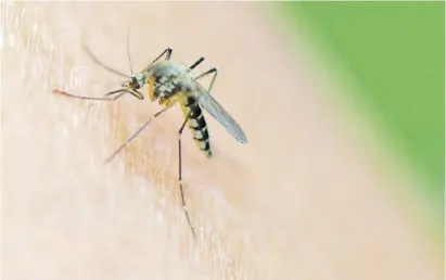  ?? Foto: dpa ?? Mücken sind lästig, ihre Stiche unangenehm. Doch es gibt einige Hilfsmitte­l.