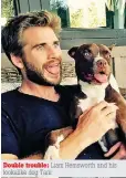  ??  ?? Double trouble: Liam Hemsworth and his lookalike dog Tani