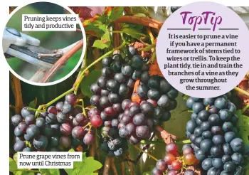  ??  ?? Pruning keeps vines tidy and productive Prune grape vines from now until Christmas