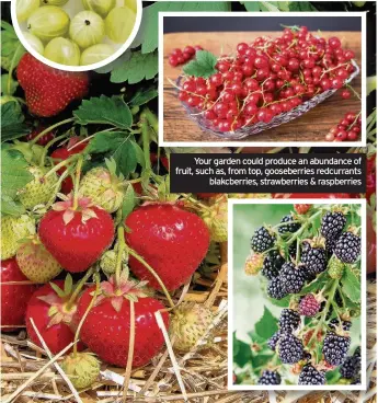  ??  ?? Your garden could produce an abundance of fruit, such as, from top, gooseberri­es redcurrant­s blakcberri­es, strawberri­es & raspberrie­s