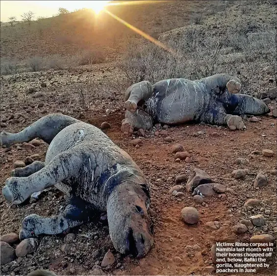  ??  ?? Victims: Rhino corpses in Namibia last month with their horns chopped off and, below, Rafiki the gorilla, slaughtere­d by poachers in June