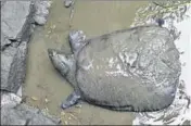  ?? VCG/ GETTY/FILE ?? The only known female Yangtze giant softshell turtle that died at the Suzhou zoo in China on Monday.
