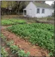  ??  ?? A mulch of dry leaves can give cool-season crops like these mustard seedlings the protection they need to avoid being nipped in a hard freeze.