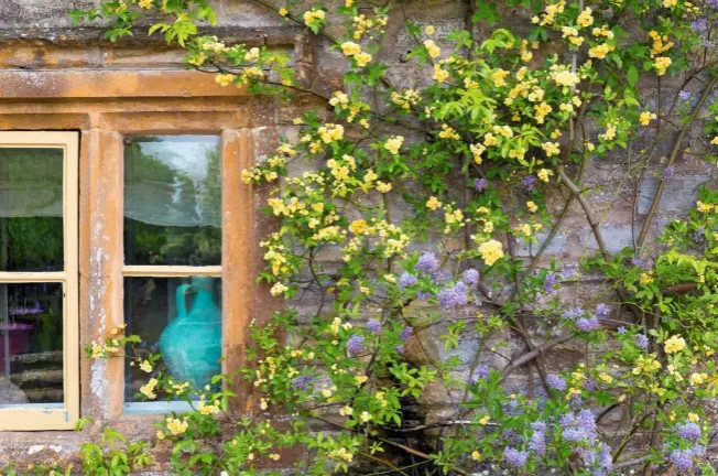  ??  ?? A perfect spring colour pairing of Rosa banksiae ‘Lutea’ and Solanum crispum entwined against the Ham stone wall of the house.