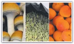  ?? ?? Whitsunday police allegedly seized mushrooms, apricots and marijuana in Airlie.
