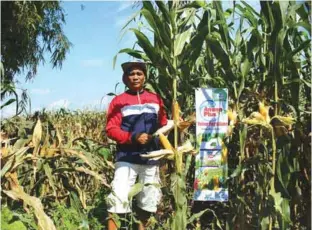  ??  ?? Multi-awarded farmer Joel A. Cabanayan proudly poses beside his corn plantation (right) at Bergoña in Bintawan Sur, Villa Verde, Nueva Vizcaya, which he treated with Amino Plus Foliar Fertilizer. The left portion of the photo shows untreated corn...