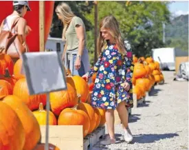  ?? STAFF PHOTO BY ERIN O. SMITH ?? Dottie Nichols, 6, walks past rows of pumpkins Tuesday at Weaver Tree Farms along Signal Mountain Road. Weaver Tree Farms is open until Halloween selling pumpkins, scarecrows, decoration­s, wreaths, pumpkin-carving kits and more.