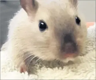  ??  ?? n BUSY AND FRIENDLY: Mustard the gerbil loves chewing cardboard and making tunnels