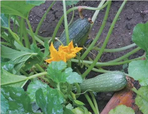  ?? DEAN FOSDICK via AP ?? A zucchini plant, shown in a raised bed garden near New Market, Va., is a favorite of squash bees that forage in its flowers, fertilizin­g them in the process. Some bee species are generalist­s while others specialize in the types of blossoms they seek.