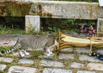  ?? ?? Täterätät! Wo spielt hier die Musik? Katzen stecken ihre Nase gerne überall hinein. Diesen neugierige­n Stubentige­r hat Ralf Bugar in Holzschwan­g fotografie­rt.
