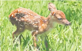  ??  ?? Cría. Un venado de apenas dos semanas se pasea por el patio del centro de acopio del Ministerio de Medio Ambiente y Recursos Naturales. La cría fue encontrada en San Salvador.