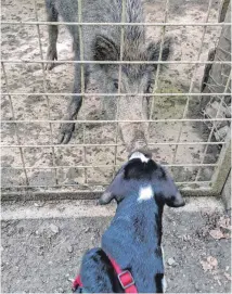  ?? ?? Dieser Sennenhund hatte im Wildpark eine spezielle Begegnung, fotografie­rt von Antonia Diebold, vielen Dank!