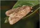  ?? ?? Cutworm caterpilla­rs are the larvae of many types of moths