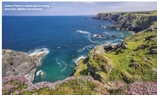  ??  ?? Godrevy Point is a superb spot for seeing grey seals, dolphins and porpoises