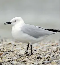  ?? PHOTO: LUC HOOGENSTEI­N/STUFF ?? It may look like many other gulls, but the black-billed gull is a rarity.