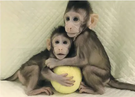  ?? — CHINESE ACADEMY OF SCIENCES ?? Cloned monkeys Zhong Zhong and Hua Hua sit together with a fabric toy. Researcher­s used the cloning method that produced Dolly the sheep to create the two healthy monkeys.