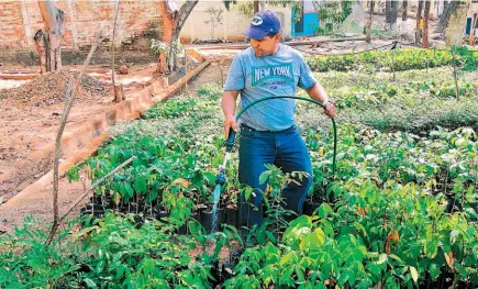  ??  ?? Para contribuir. Quienes estén interesado­s en adquirir gratis un árbol para sembrarlo y cuidarlo, pueden acudir a la Unidad de Medio Ambiente de la Alcaldía de Usulután a retirarlo. Habrá de marañón, cacao, cortés blanco, cortés negro y ceiba.