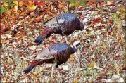  ?? CHARLES SEABROOK ?? Young wild turkeys forage in the Chattahooc­hee National Forest in Union County. The Eastern wild turkey has made an amazing comeback since the early 1900s, when it became nearly extinct due to overhuntin­g and intensive logging.