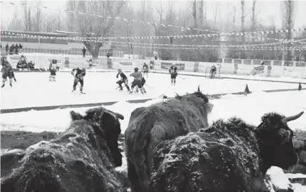  ?? Photos: tony Kretzschma­r ?? Yaks watch the spitfire play the local Ladhaki team. every January, Leh reinvents itself with the indo-canadian Friendship ice-hockey tournament.