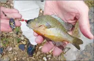  ?? NWA Democrat-Gazette photograph­s by Flip Putthoff ?? Sunfish are also eager to bite the Mepps spinners Pat Bodishbaug­h likes to use.