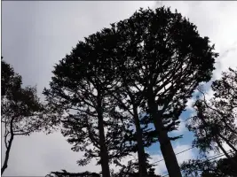  ?? PHOTOS BY TESS KENNY — MONTEREY HERALD ?? Pacific Grove couple Tim Calvert and Christie Monson have enlisted three separate independen­t arborists to evaluate the health of three cypress trees lying in their front yard.