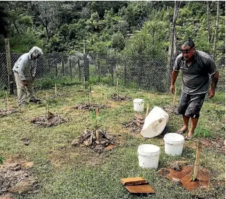  ?? PHOTO: SUPPLIED ?? Willie Kaa, right, planting his hemp crop at Rangitukia Station, near Ruatoria. It was ripped up by police on Tuesday.