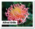  ??  ?? Alfred Grille