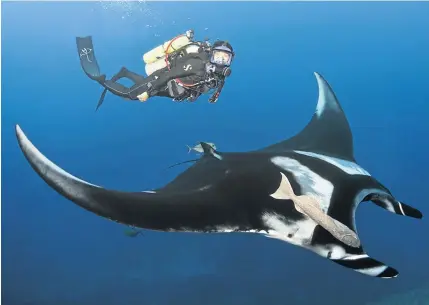  ?? Picture: © MARINE MEGAFAUNA FOUNDATION ?? ON THE WINGS OF LOVE: Andrea Marshall swimming with a manta in the Pacific Ocean off Mexico