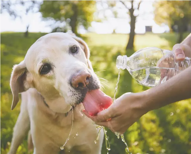 Hot dogs & cool cats PressReader