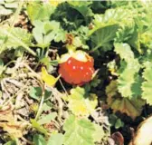  ??  ?? ► Frambuesa o miñe-miñe (Rubus geoides)