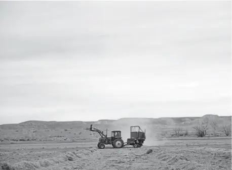  ?? Aaron Ontiveroz, The Denver Post ?? Rancher Howard Vanwinkle drives his tractor through a field to feed young cows Wednesday. The field in Whitewater, which the Vanwinkles lease from a gravel company, was the first of their lands to run out of irrigation water last year.