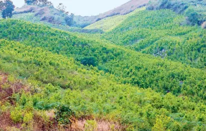  ?? FOTO ?? En Briceño, en el camino que conduce a Orejón, hay inmensos cultivos de hoja de coca. Según los campesinos son terceros quienes se encargan de procesar la cocaína.