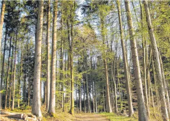  ?? FOTO: PHILIPP RICHTER ?? Der Altdorfer Wald gehört zur Natura 2000.