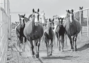  ?? [PHOTOS BY STEVE SISNEY, THE OKLAHOMAN] ?? Mares and colts head to pasture at the Xtra Quarter Horse division of Silver Spurs Equine in Purcell on Monday.