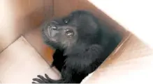  ??  ?? Es el segundo mono capuchino asegurado por la policía capitalina
