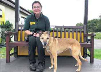  ??  ?? Old age pooch Biscuit is looking for a quite home to live out her autumn years