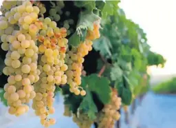  ?? VANESA LOBO ?? Una imagen de la uva de dicha viña.