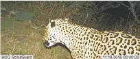  ?? BUREAU OF LAND MANAGEMENT/U.S. FISH AND WILDLIFE SERVICE VIA AP, FILE ?? A jaguar was photograph­ed by a motion-detection camera on Nov. 16 in the Dos Cabezas Mountains in southern Arizona. The Center for Biological Diversity and U.S. Rep. Raul Grijalva of Arizona filed what they said is the first federal lawsuit Wednesday.