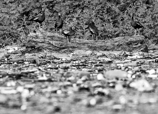  ?? REUTERS ?? Black-bellied whistling ducks stand on a log as plastic bottles and trash float on the El Cerron Grande reservoir in Potonico, El Salvador.