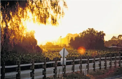  ?? Photos by Jason Henry / Special to The Chronicle ?? Concannon’s 240 acres of estate vineyards were certified organic last year. The land is an example of the region’s rocky and gravelly soil.