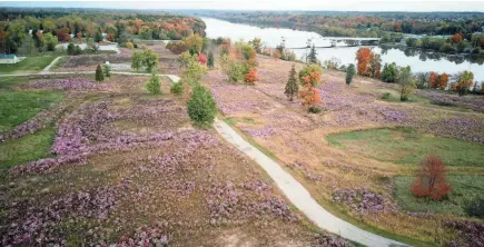  ?? PHOTOS BY DORAL CHENOWETH/COLUMBUS DISPATCH ?? The field of Cosmos is on the site of the old state juvenile prison along Route 745 and Home Road in southern Delaware County. The Home Road bridge over the Scioto River is at upper right.