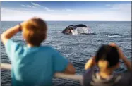  ?? MATT MCINTOSH — NOAA ?? Children captivated by a whale fluke on whale watch cruise.