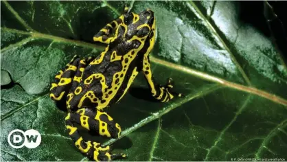  ??  ?? "Actualment­e hay 19 especies de Atelopus reconocida­s en Perú", según los investigad­ores. (archivo)