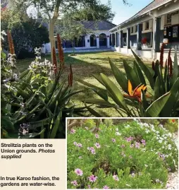  ?? Supplied Photos ?? Strelitzia plants on the Union grounds.
In true Karoo fashion, the gardens are water-wise.