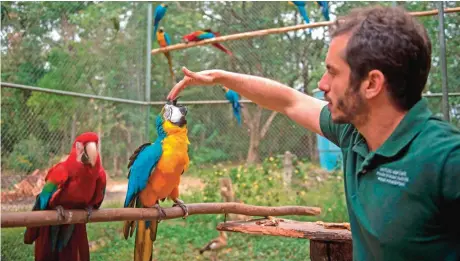  ??  ?? A blue and a red macaws receive attention from an Ibama worker inside the "flight school" aviary where the animals try to adapt to life in nature, in Rio de Janeiro, Brazil. — AFP photos